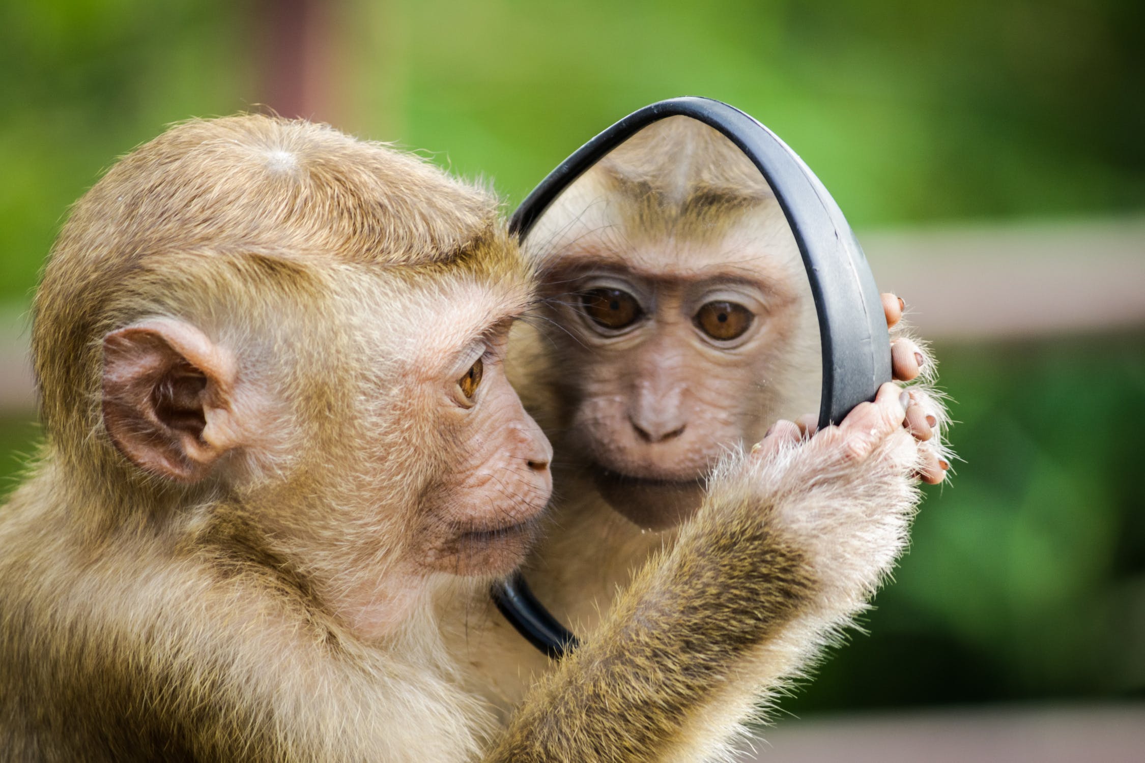 Monkey (Image)